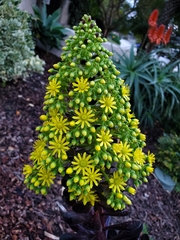 Aeonium gorgoneum