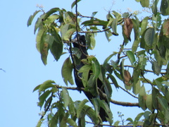 Cephalopterus ornatus