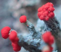 Cladonia ravenelii