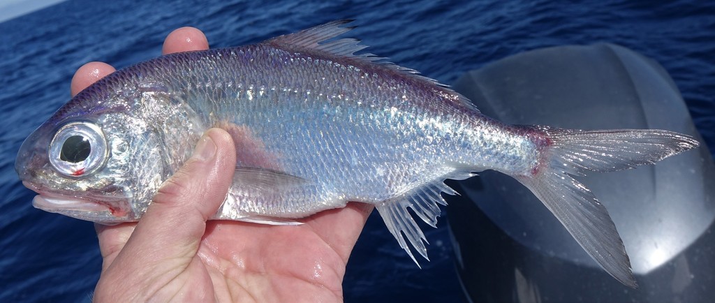 Beardfish (Polymixia lowei) — Polymixiidae