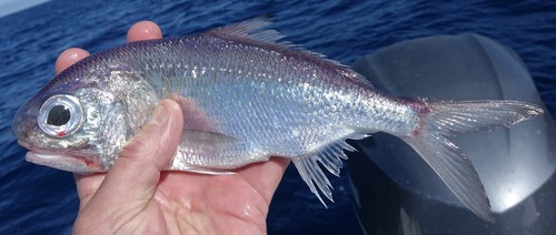 Beardfish (Polymixia lowei) — Polymixiidae