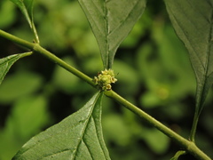 Lippia americana