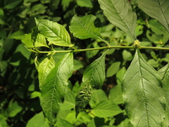 Lippia americana