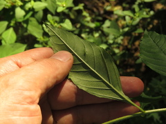 Lippia americana