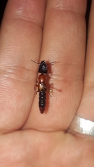 Homalolinus