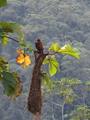 Russet-Backed Oropendola photo 6