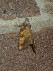 Papaipema cataphracta