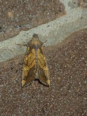 Papaipema cataphracta