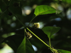 Lippia americana