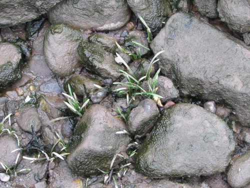 Awl-leaf arrowhead (Sagittaria subulata)