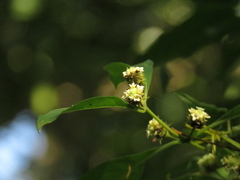 Lippia americana