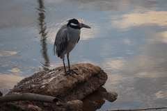Nyctanassa violacea