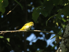 Euphonia trinitatis
