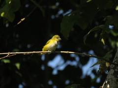 Euphonia trinitatis