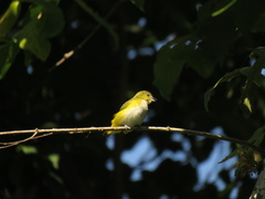 Euphonia trinitatis