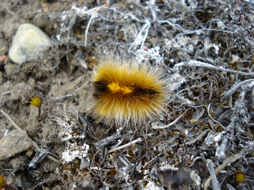Arctic Woolly Bear Moth