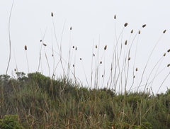 Phalaris californica