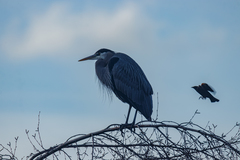 Ardea herodias fannini