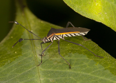 Plapigus circumcinctus