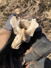 Odocoileus hemionus californicus