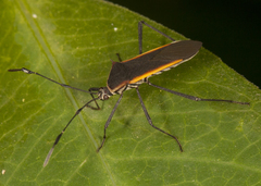 Plapigus circumcinctus