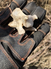 Odocoileus hemionus californicus