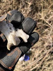 Odocoileus hemionus californicus