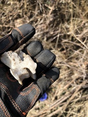 Odocoileus hemionus californicus