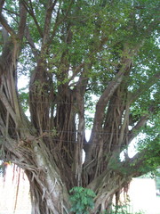 Ficus