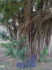 Ficus