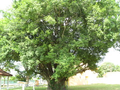 Ficus