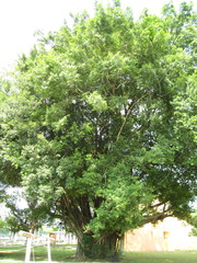 Ficus