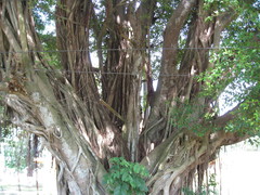 Ficus