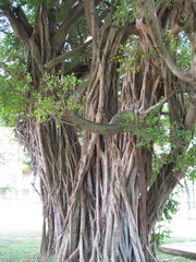 Ficus