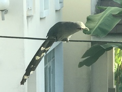 Phaenicophaeus tristis