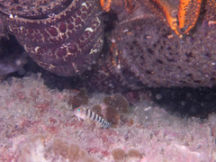 Notoclinops segmentatus