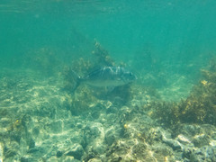 Latridopsis ciliaris