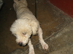 Canis familiaris