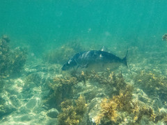 Latridopsis ciliaris