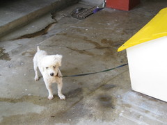 Canis familiaris
