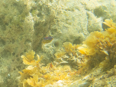 Parma alboscapularis