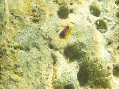 Parma alboscapularis