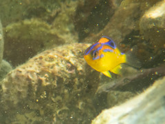 Parma alboscapularis