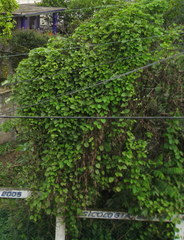 Magnoliopsida