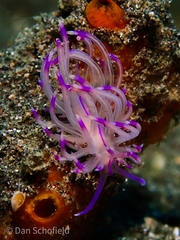Unidentia