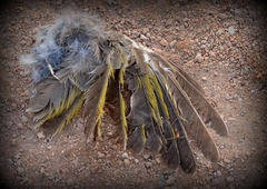 Ptilotula penicillata