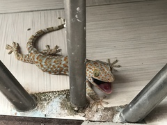 Gekko gecko