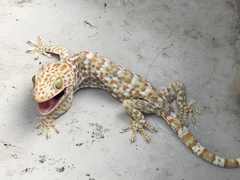 Gekko gecko