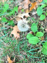 Taraxacum