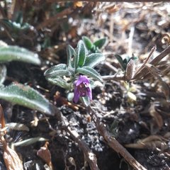 Dyschoriste hirsutissima